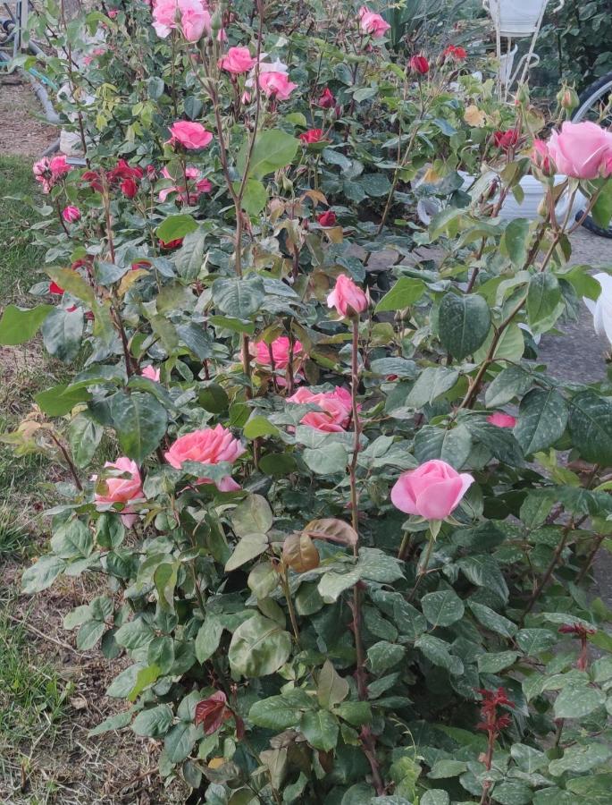 Вилла La Casa Delle Rose 1 Giba Экстерьер фото